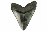 Fossil Megalodon Tooth - South Carolina #124189-2
